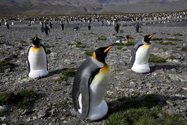 Mayor colonia de pingüinos rey se redujo 90 % en 35 años
