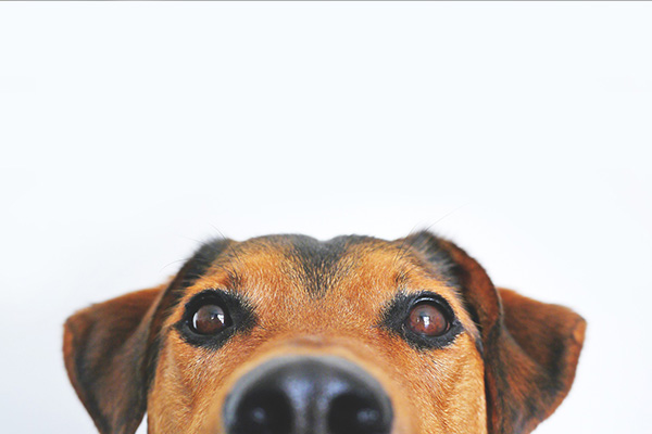 Este es el Cabrón, el perro mexicano que sabe comprar