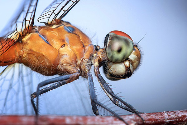 Una lluvia de insectos cae sobre Siberia
