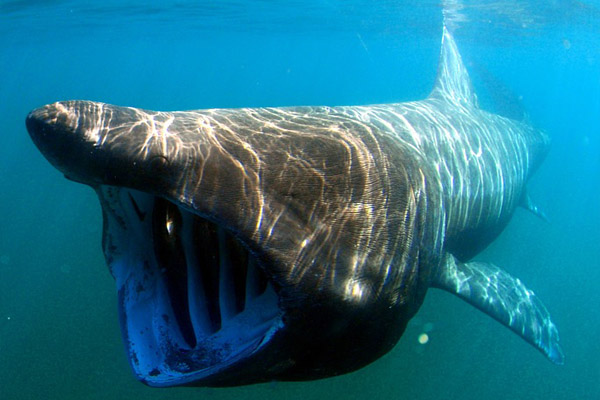 Una experiencia pavorosa: un tiburón por poco se traga a un turista