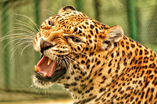 Un leopardo ataca a un perro callejero y se arrepiente (video)