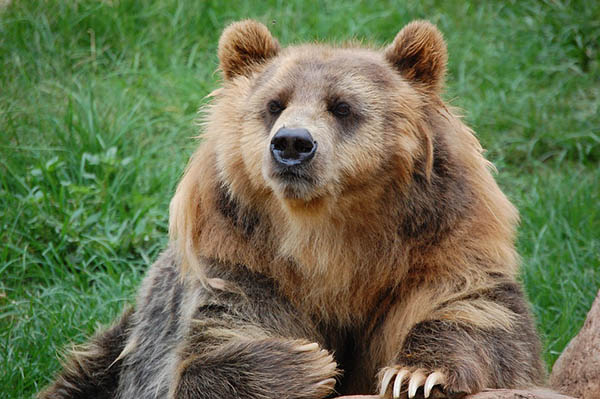 Mueren más de 50 ovejas tras ataque de oso pardo en Bulgaria