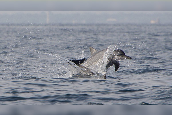 Un momento mágico: más de 1.000 delfines salen de caza (video)
