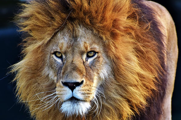 Un león intenta abrir la puerta de un auto en un safari (video)