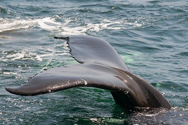 Cuando una juguetona ballena golpea tu barca (video)