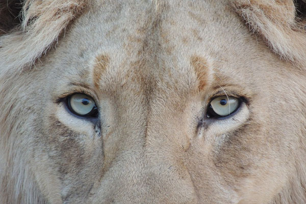 Un león sale de paseo… ¡en auto! (video)