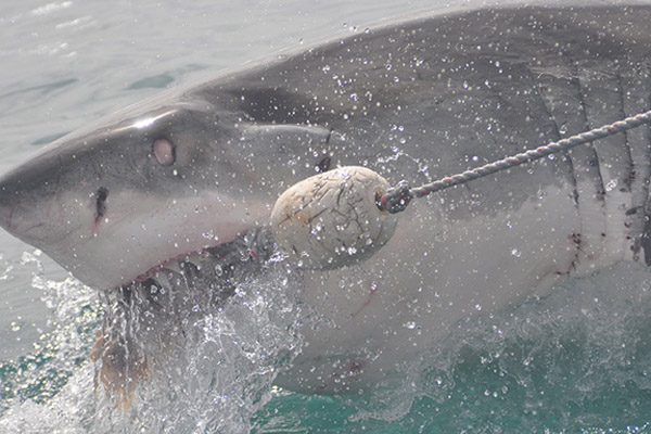 Tiburón sujeta el barco de un pescador y se rehúsa a dejarlo ir (video)