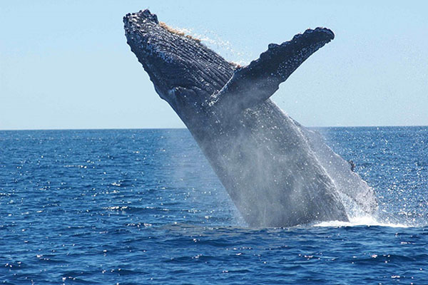 Una ballena gigante sorprende a turistas y casi vuelca su barco (video)