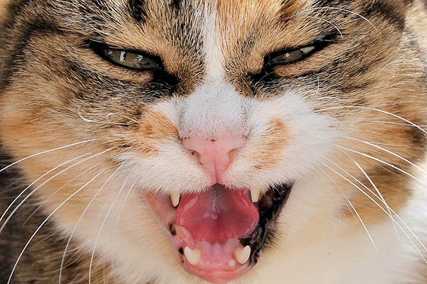 “Los ratones son para los debiluchos”: un gato caza a un oso