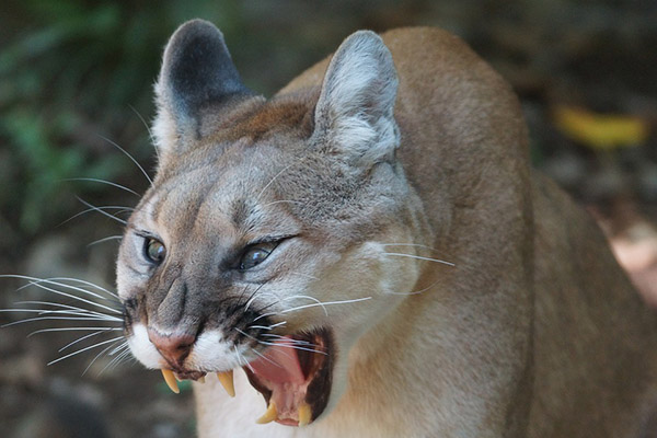 Cierran zoológico en EUA tras incursión de un puma silvestre