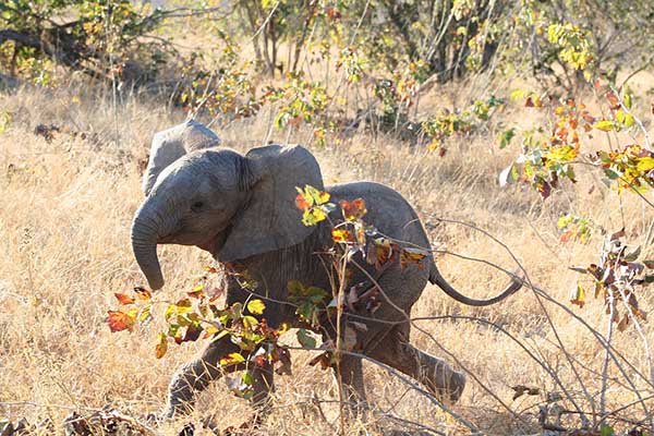 Así rescatan aldeanos de Sri Lanka a un elefante atrapado en un pozo