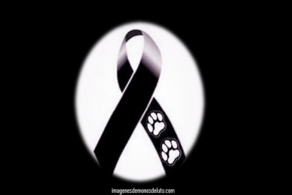 Crece tendencia de funerales y ofrendas para mascotas en México