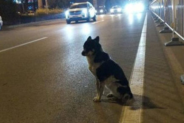 Un perro lleva tres meses esperando a su dueña fallecida en China