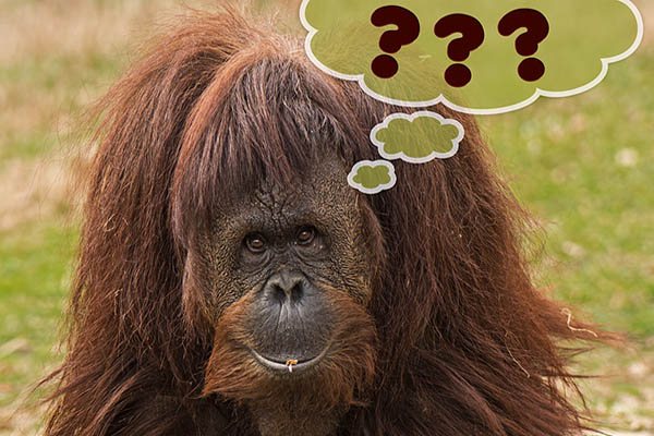 Orangutanes, los únicos animales (además de los humanos) que hablan sobre el pasado