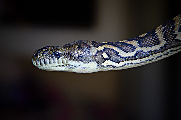 ¿Te atreverías? Un hombre saca una cobra de 4 metros de un arroyo