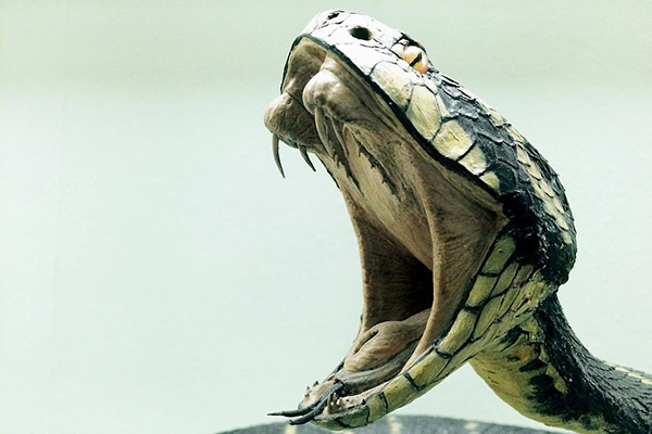 ¡Eres mi presa! Un par de valientes perros atacan a una peligrosa cobra