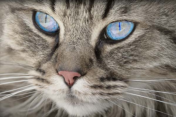 Misión imposible: un gato “baila” sobre el hielo en un intento por atrapar un pez
