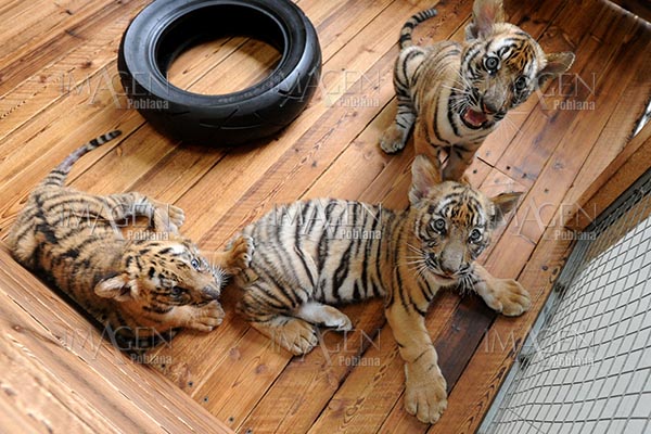 Centro de cría de tigres siberianos ve nacer 98 cachorros en 2018