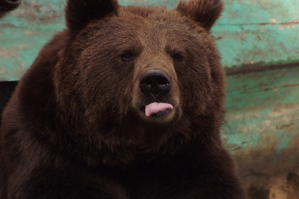 Un oso entra por la puerta principal de una comisaría en EU