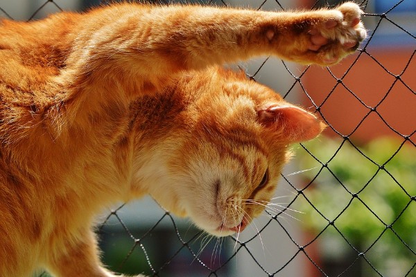 Un gato “fisiculturista” se hace viral en las redes