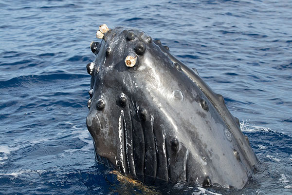 Así elabora la ballena jorobada una piscina artificial para darse un festín