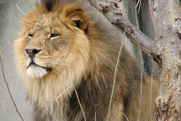 ¡Sácame de acá, amigo! Un león queda atrapado en la copa de un árbol