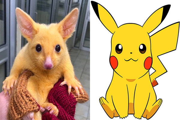 Zarigüeya con mutación sorprende por su parecido con Pikachu