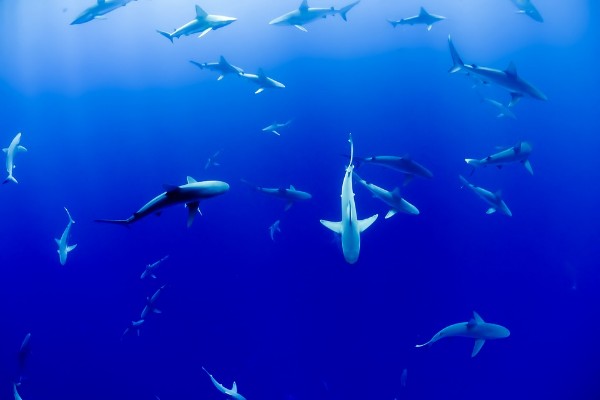 No apto para miedosos: seis tiburones rodean a buceadores y uno pasa al ataque