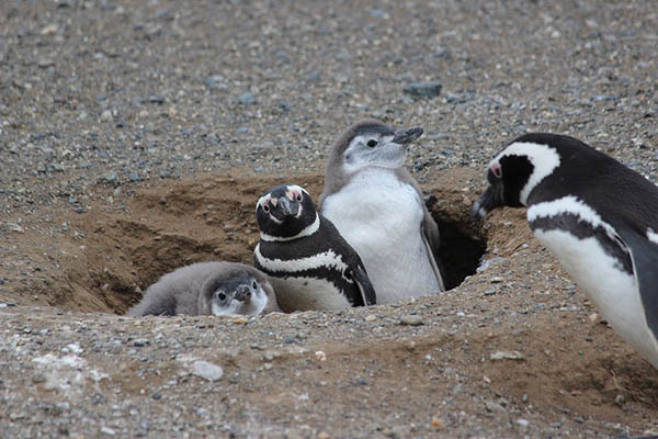 ¡Quéjate de los mosquitos! La asquerosa técnica de los pingüinos contra los murciélagos