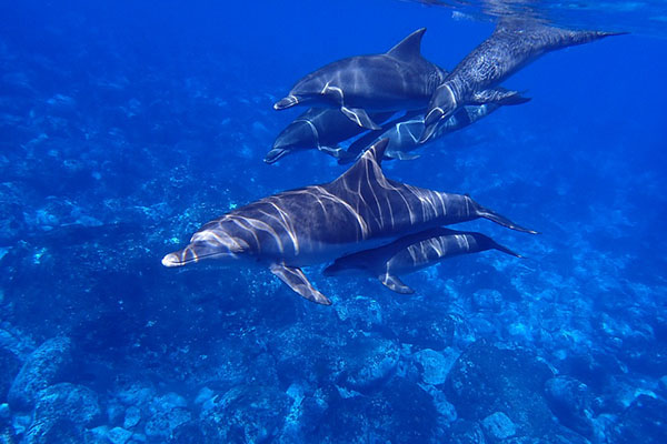 ¡Fuera de aquí! Delfines salvan de un tiburón a un grupo de buzos