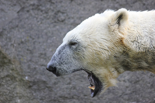 Si este oso no caza una foca, su otro alimento será… el equipo de filmación
