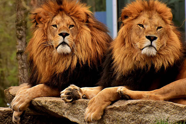 Un paseo de leones causa un atasco: sin prisa alguna