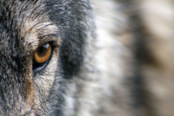 ¿Zooterapia? Un lobo ataca a un niño en un parque ruso (video)