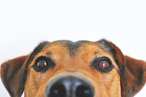 Karma, el mejor amigo del perro