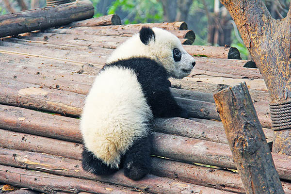 Furia materna: una panda empuja a su bebé a una zanja