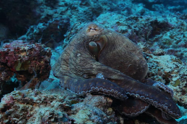 ¿Una roca se trasforma en pulpo? (video)