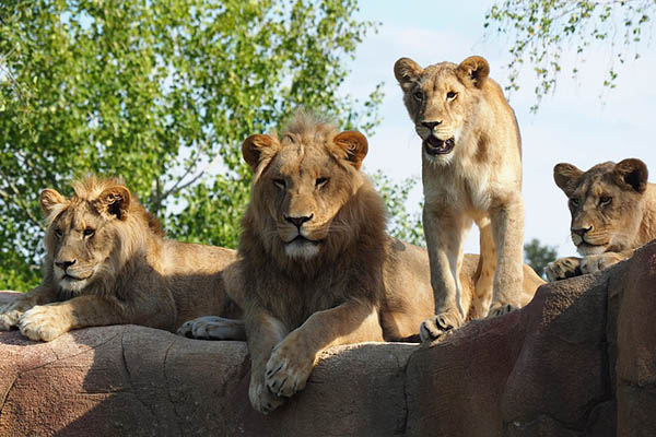 Leones rescatados en horribles condiciones en Ucrania llegan a su nueva casa africana