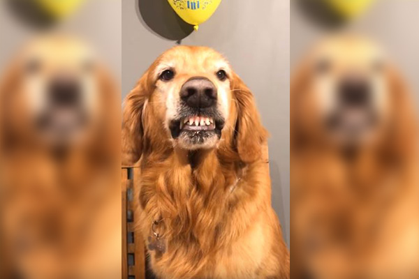 Sonrisa viral: este perro mexicano sí sabe posar ante la cámara