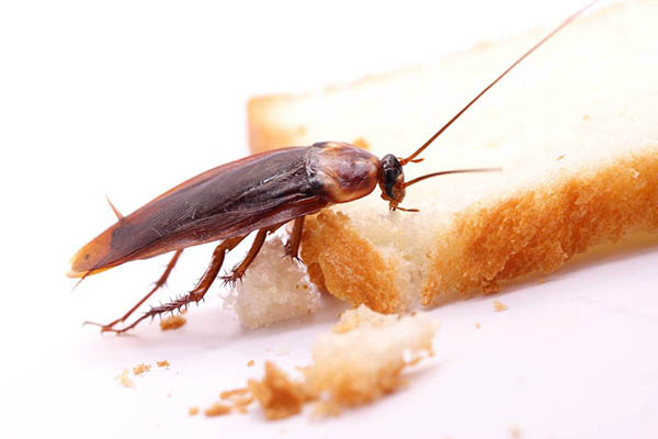 Cadena de restaurantes japonesa admite presencia de cucarachas en alimento