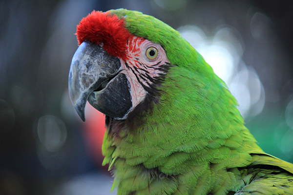 Un tierno loro intenta hacerse amigo de un camaleón… y esto es lo que pasa