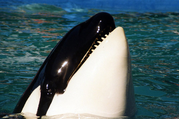 Una científica filma a una orca usando un palo de selfi (video)