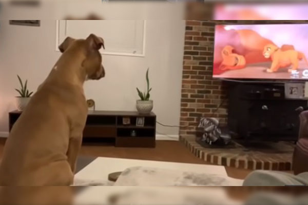 Una perrita llora viendo la escena más triste de “El rey León”