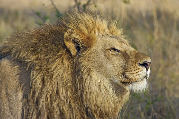 Este video muestra por qué los leones no deben cazar