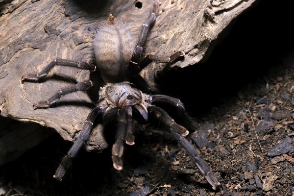 Graban a una tarántula gigante… ¡devorando a un mamífero!