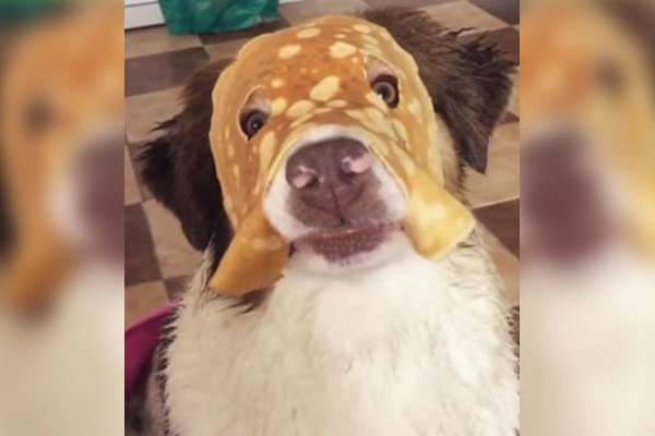 “Crepe-perro”, el nuevo héroe de Marvel