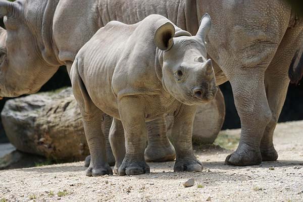 Así es el primer baño de barro de una pequeña rinoceronte