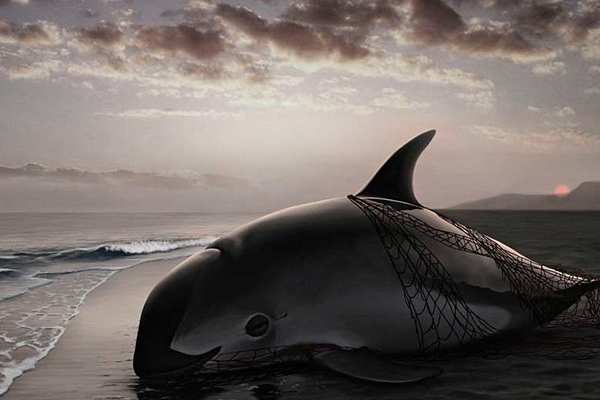 Totoaba, la “cocaína” acuática que mata a la vaquita marina