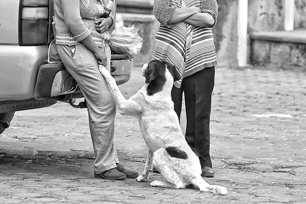El llamado a la violencia de la diputada “mata perros”