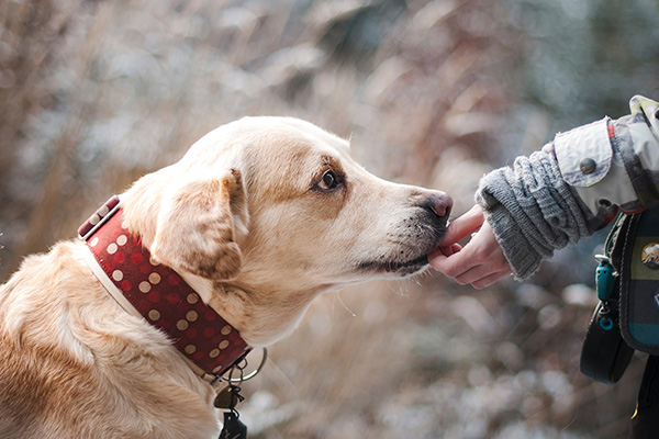 Perros pueden olfatear cáncer en la sangre: estudio
