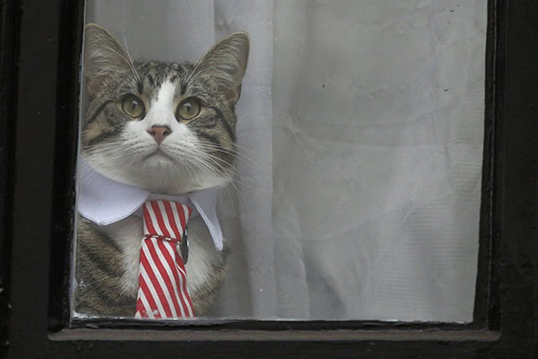 El gato de Assange ya no vive en la embajada ecuatoriana en Londres